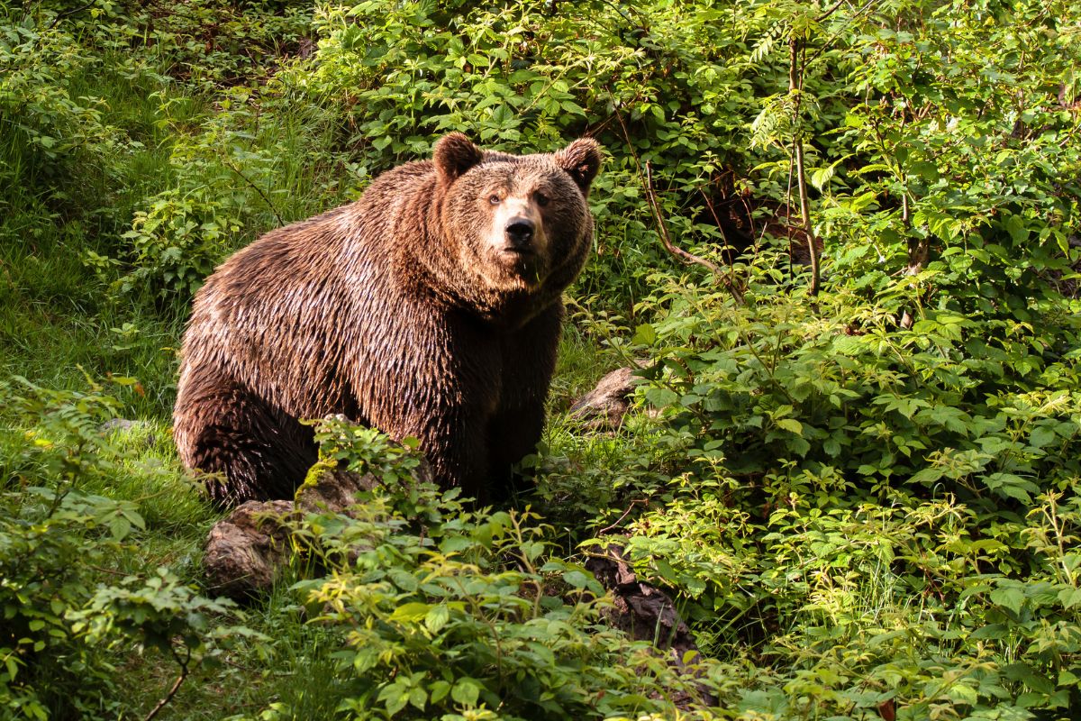 Träffar du en björn i somma