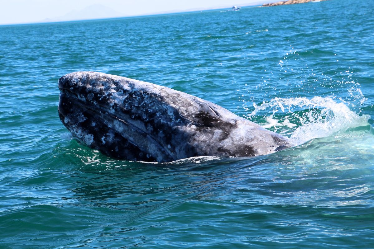 En kapten får en chock