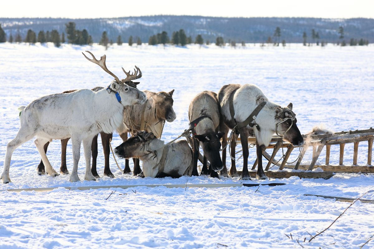 Sveriges största fynd av sällsynta jordartsmetaller