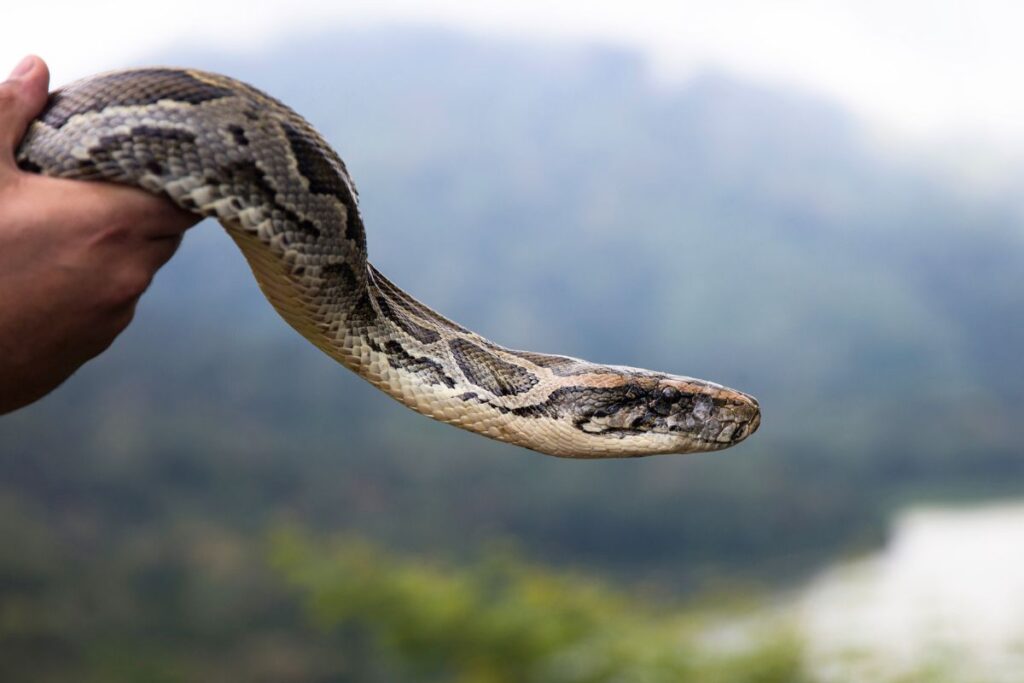 Han sov med en pytonorm i flera år