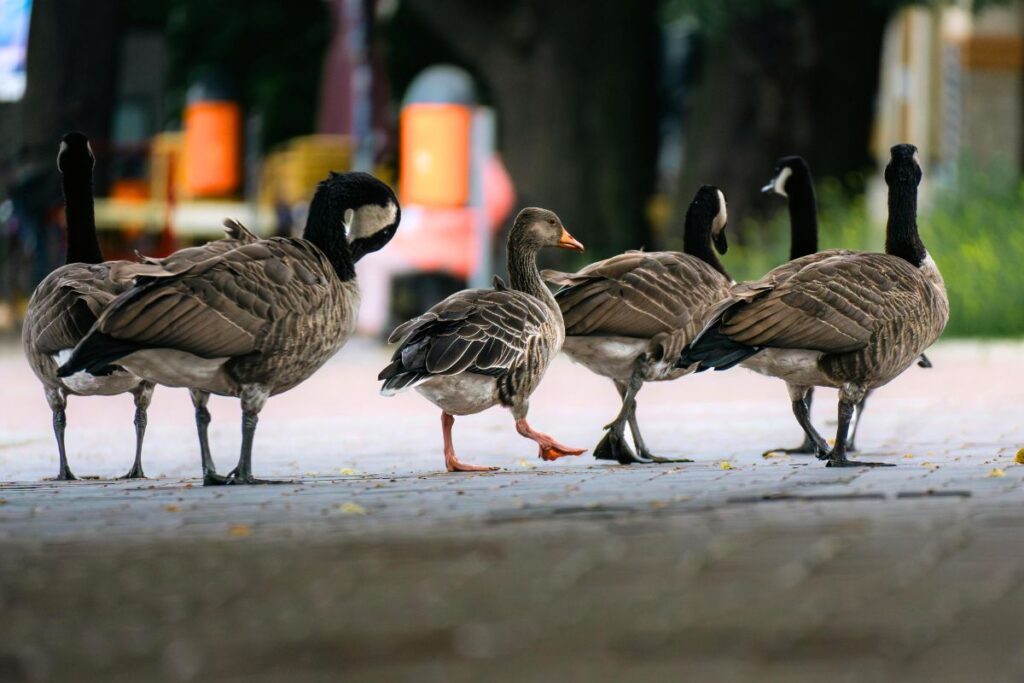 Sverige och Norge i konflikt