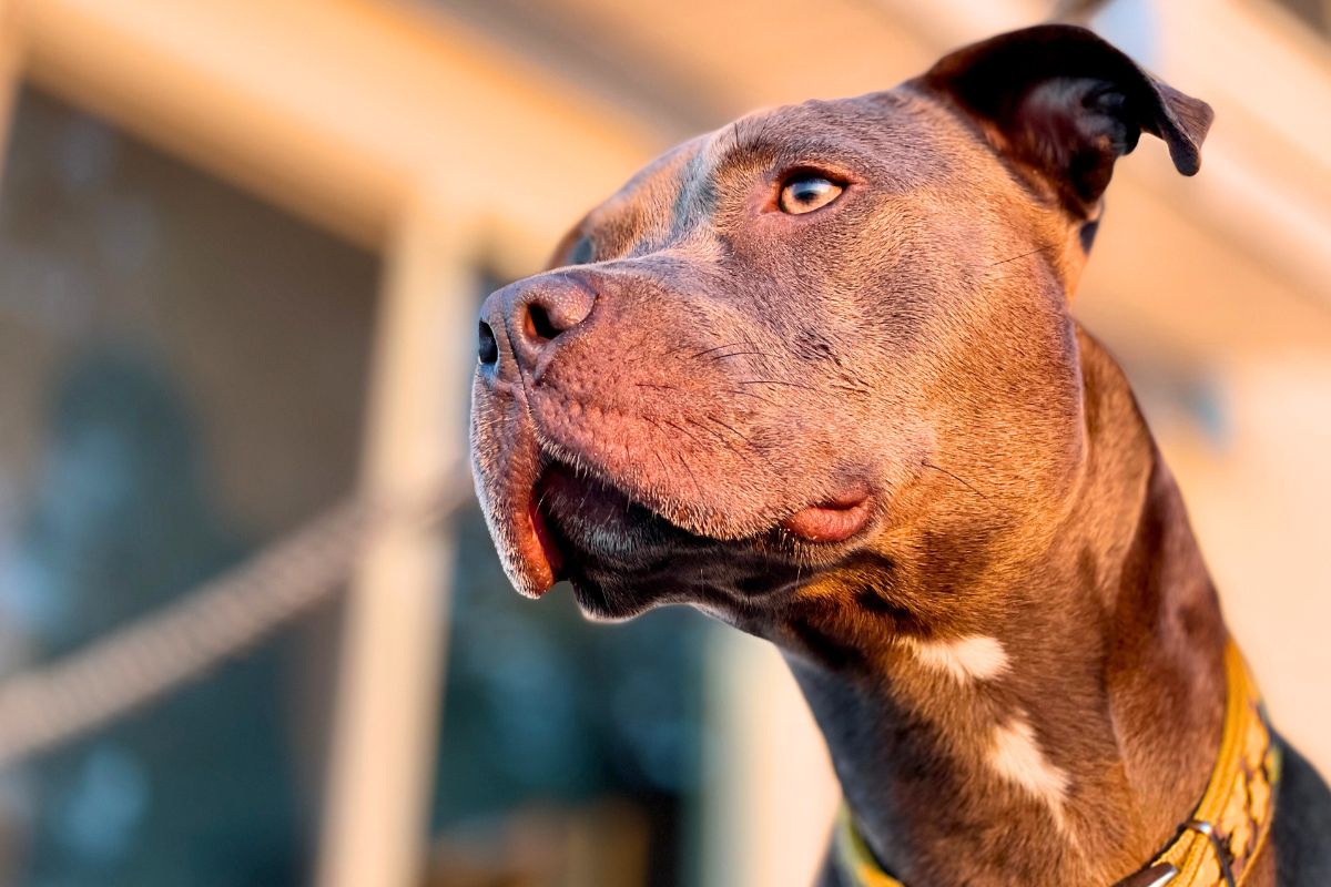 De matade en herrelös hund