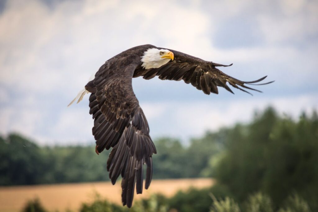 Han fotograferade en örn