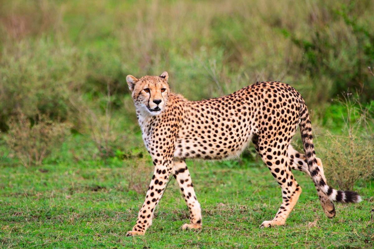 Fotografen somnade under trädet