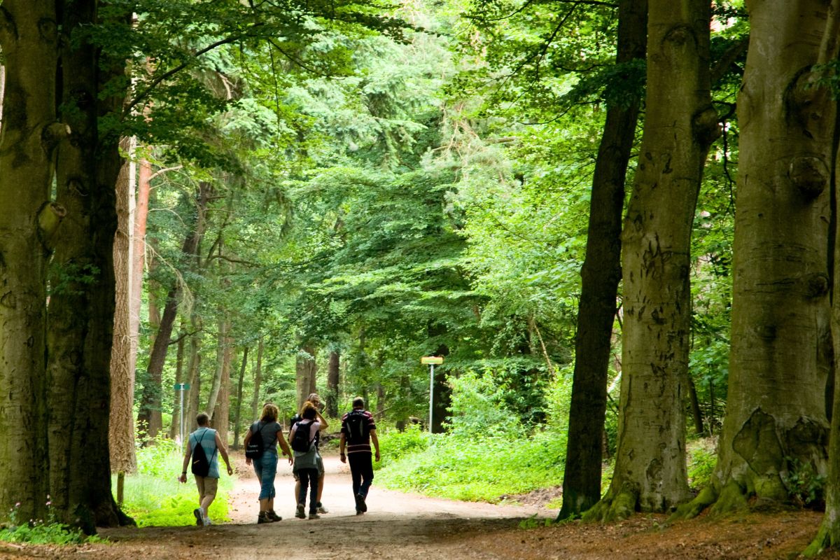 Ser du dessa svarta påsar i träden