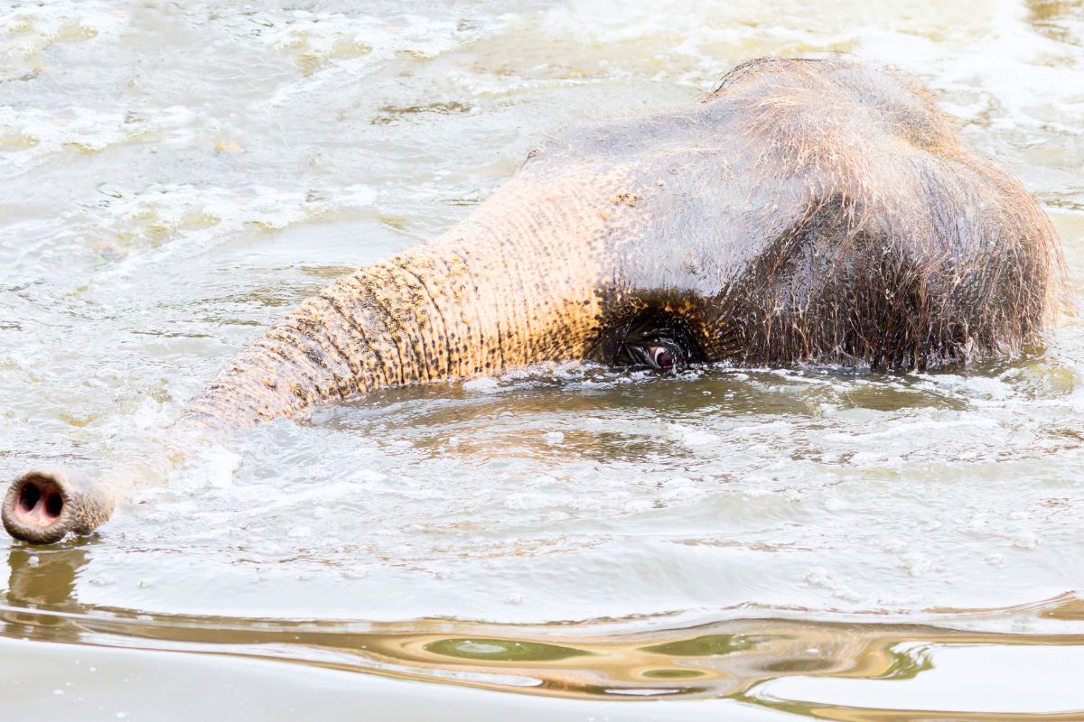 Soldaterna såg något i vattnet