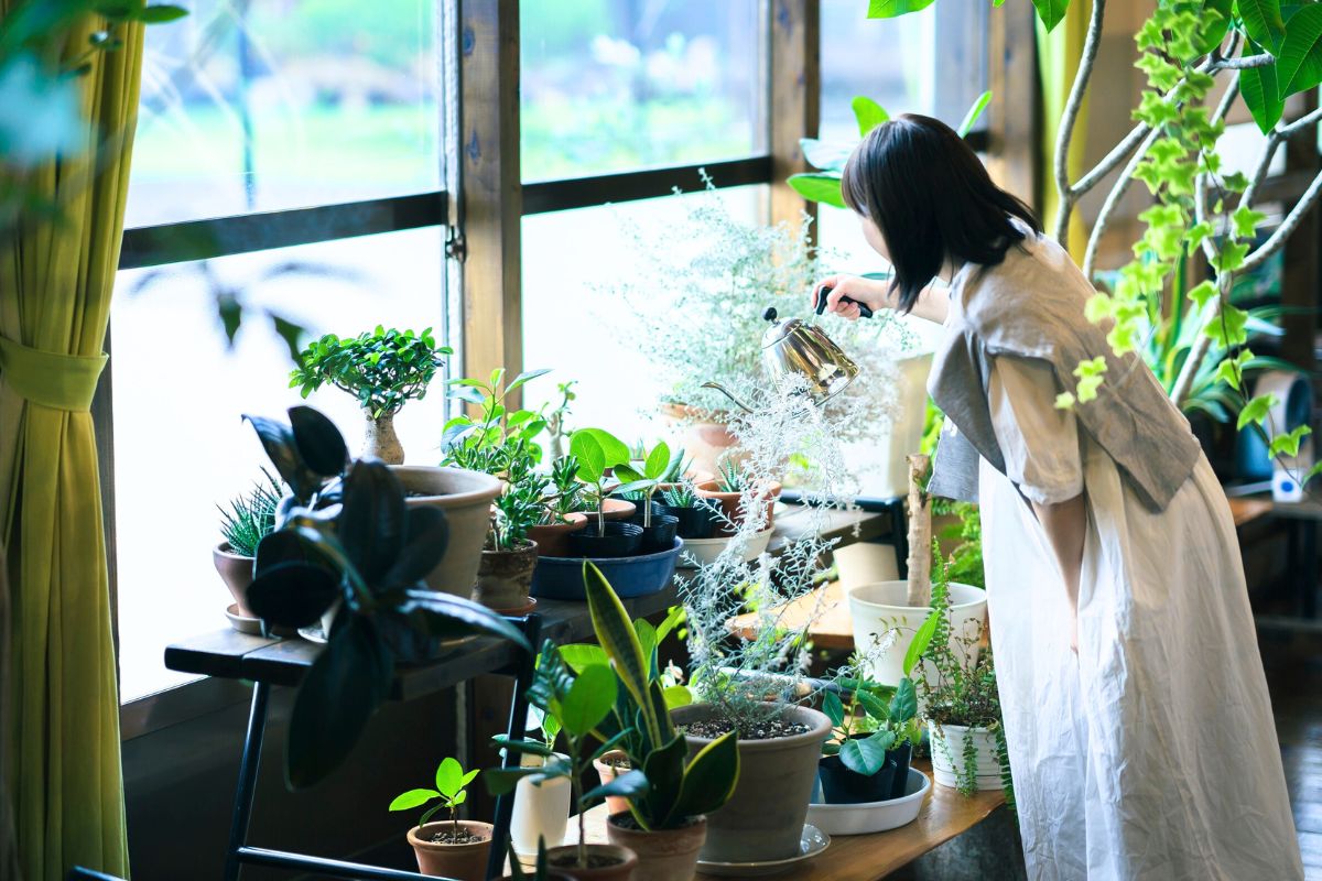 Därför får dina krukväxters blad bruna toppar