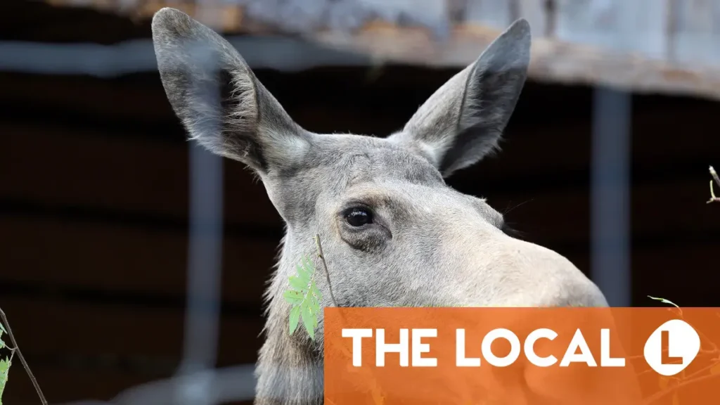 Såg du älgen som slumpmässigt dök upp i centrala Stockholm?