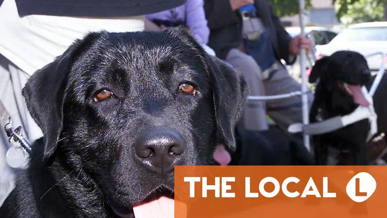 EU skärper reglerna för britter som reser till Europa med husdjur